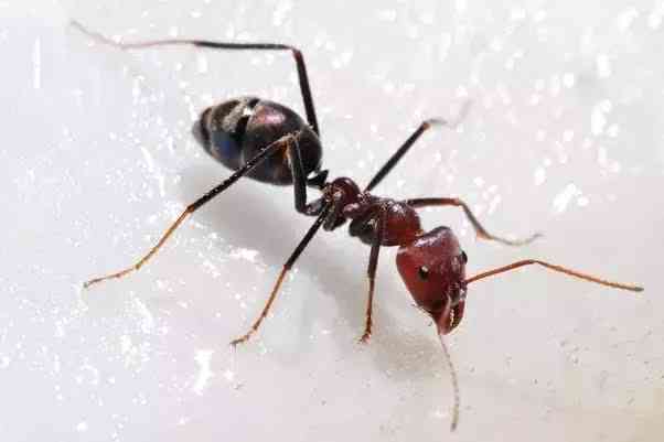 Because ants are so small they can survive a session in a microwave by dodging the rays. - MirrorLog